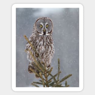 Great Grey Owl Sticker